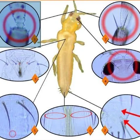 thumbnail for publication: Pest Information Guide: Eastern Flower Thrips Frankliniella tritici (Fitch)